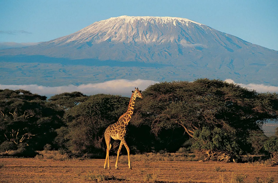 Safari Packages